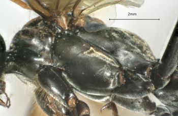 Media type: image;   Entomology 26191 Aspect: thorax lateral